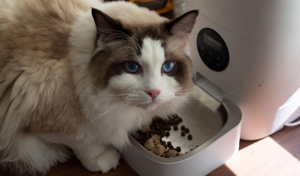 Cat with Food Cat with Food