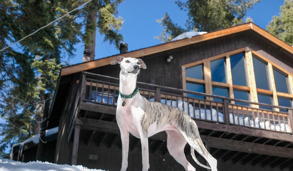 Greyhound on Snowy Ground