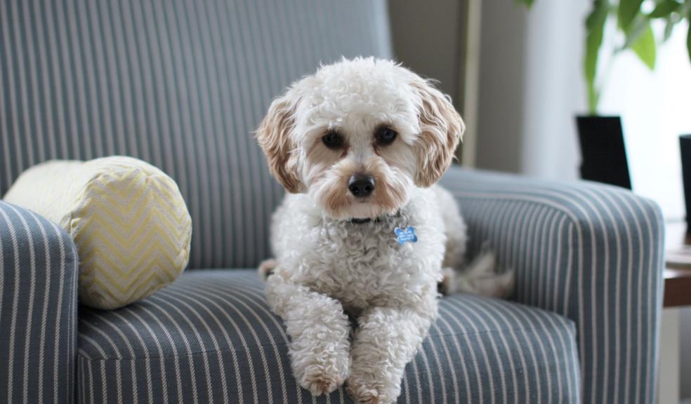 White Shih Tzu Puppy on Fabric Sofa Chair White Shih Tzu Puppy on Fabric Sofa Chair