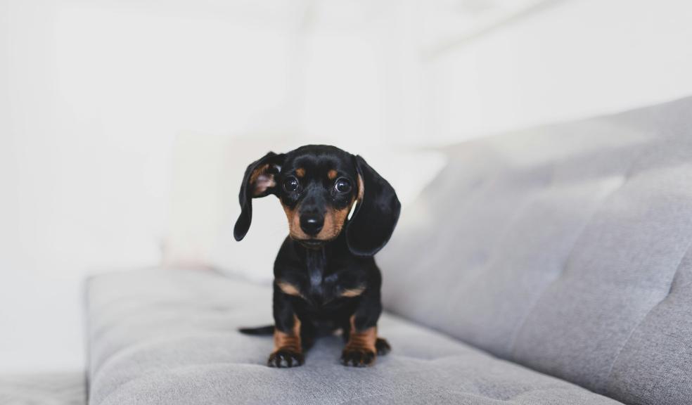 Friendly black Dachshund puppy on soft couch Friendly black Dachshund puppy on soft couch