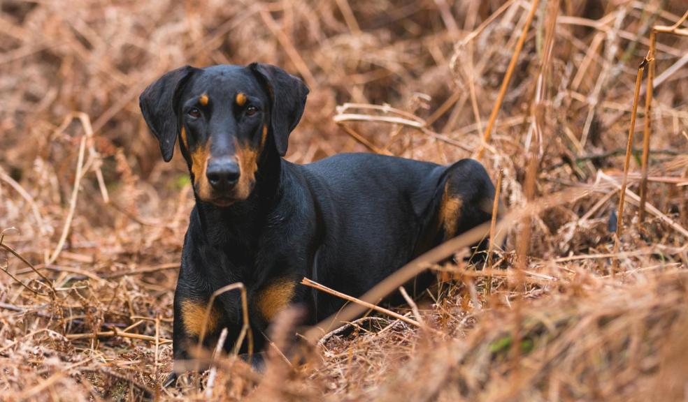 A Doberman in a field A Doberman in a field