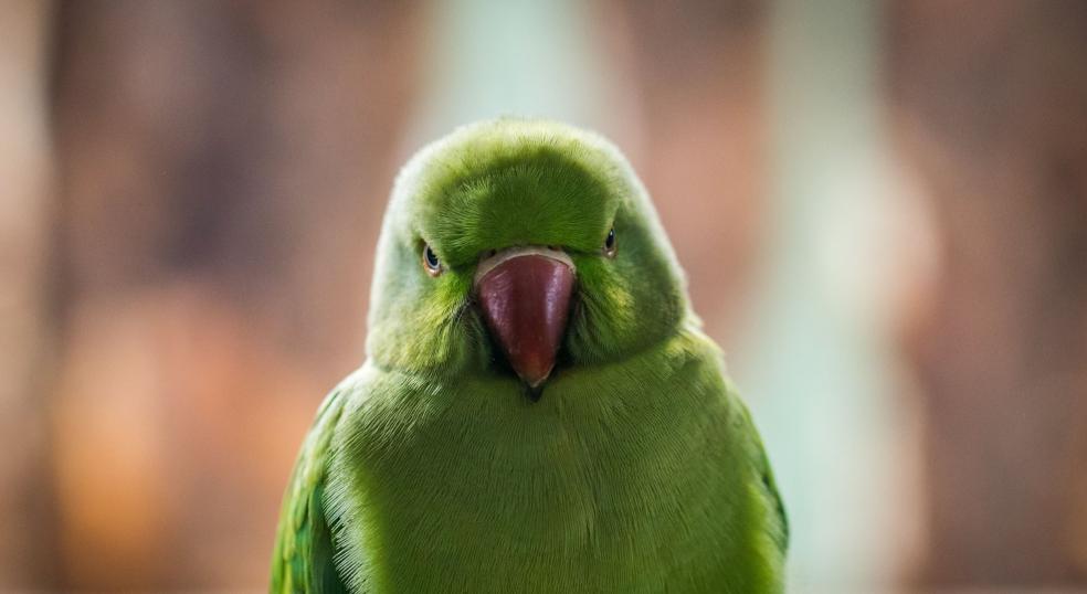 Shallow Focus Photo of Green Bird Shallow Focus Photo of Green Bird