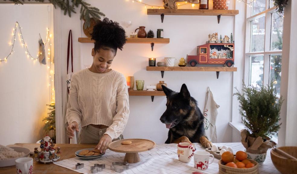Woman Putting Christmas Cookies on a Tray and Her Dog Watching Her Woman Putting Christmas Cookies on a Tray and Her Dog Watching Her