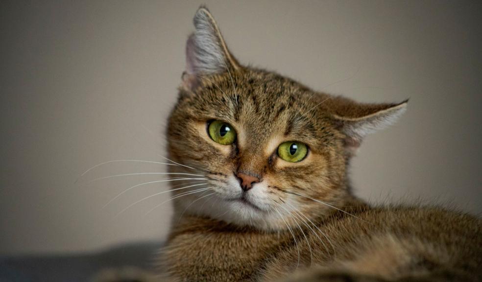 Fluffy Tabby Cat Fluffy Tabby Cat