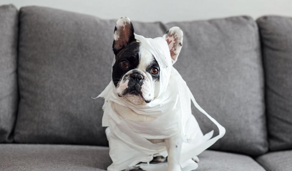 French Bulldog Embalmed with Toilet Paper on Couch French Bulldog Embalmed with Toilet Paper on Couch
