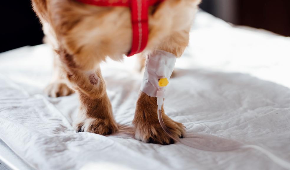 Dog with Intravenous Line on His Leg Dog with Intravenous Line on His Leg