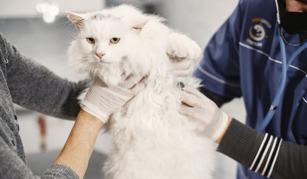 Cat at the Veterinarian Cat at the Veterinarian