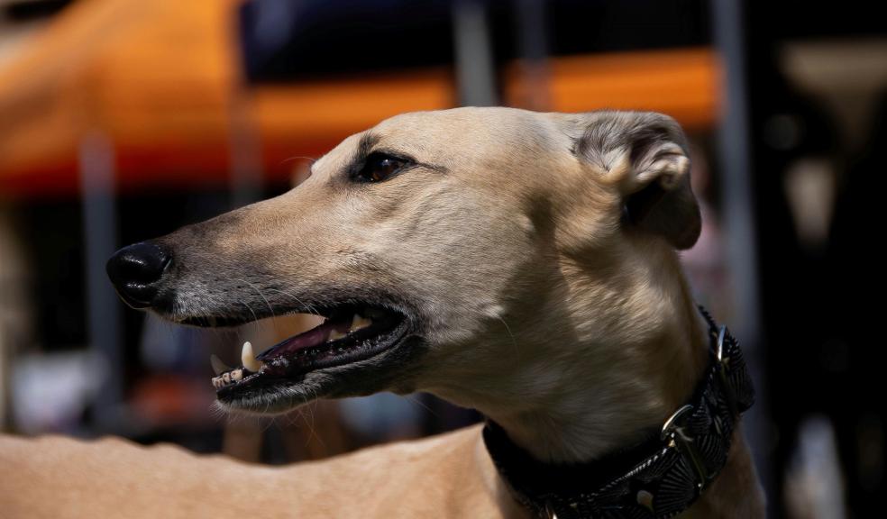 Greyhound Dog Wearing Collar in Close-up Photography Greyhound Dog Wearing Collar in Close-up Photography