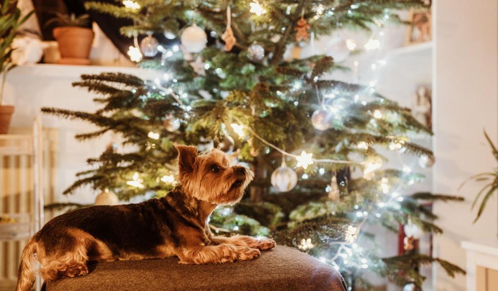 Dog sitting on a chair in front of a Christmas tree Dog sitting on a chair in front of a Christmas tree