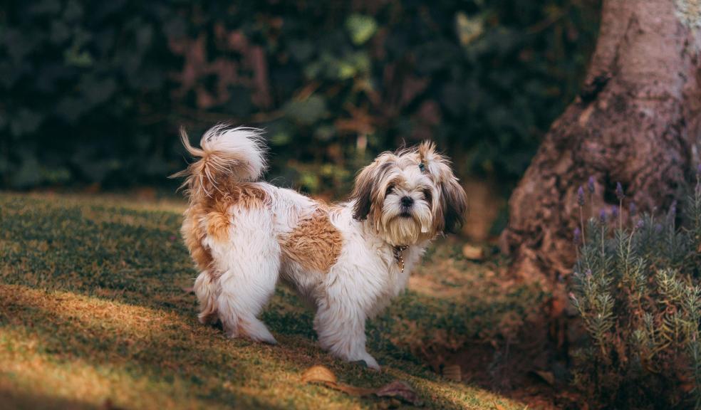 Dog Standing Beside Tree Dog Standing Beside Tree