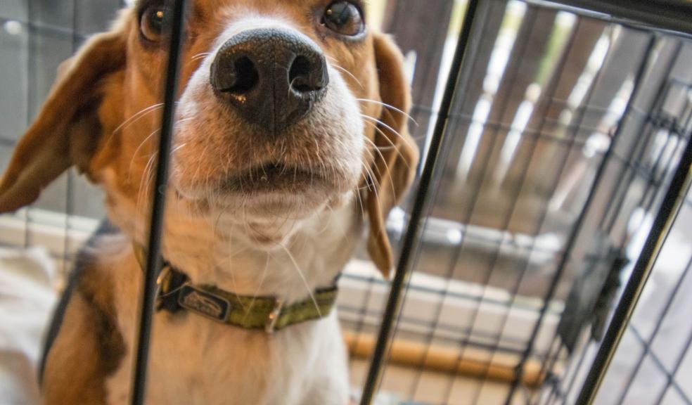 Adult Tricolor Beagle Adult Tricolor Beagle