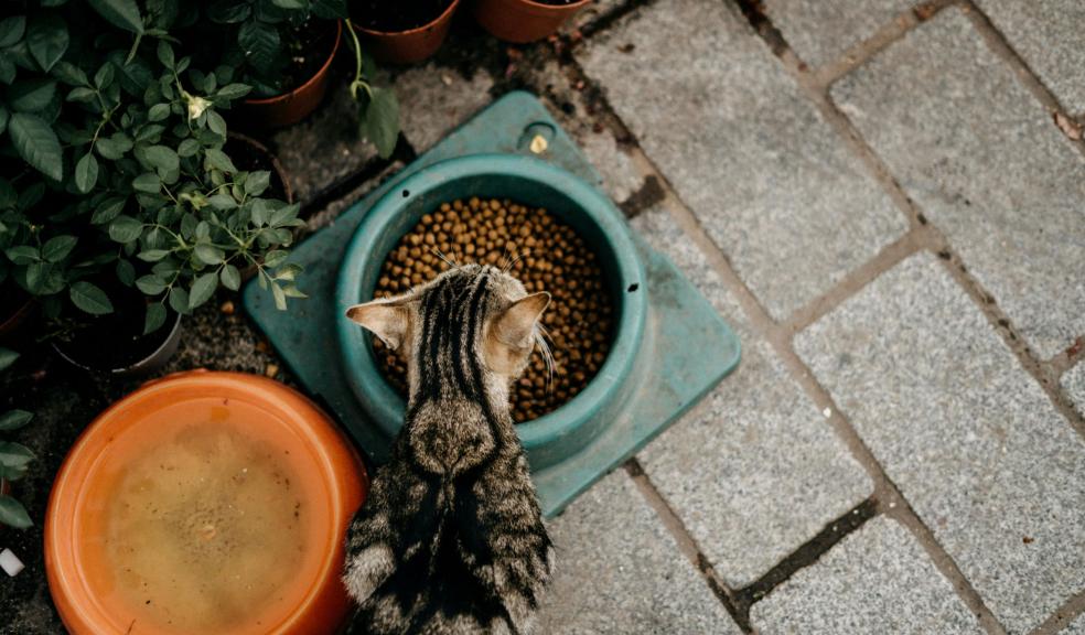 Photo of a Cat Eating Photo of a Cat Eating