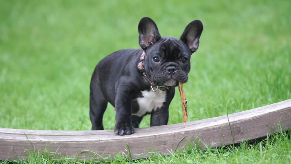Black and White French Bulldog Puppy Black and White French Bulldog Puppy
