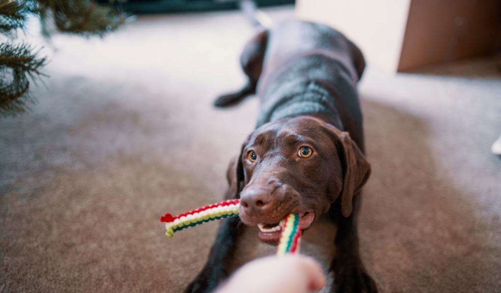 Dog Pulling His Toy Dog Pulling His Toy
