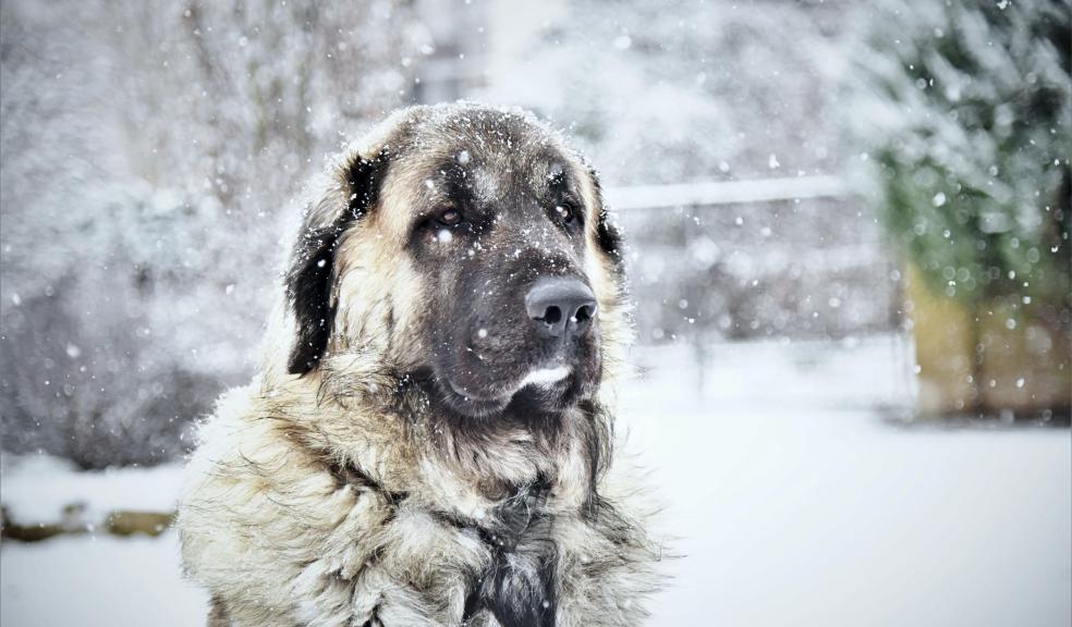 A dog in the snow A dog in the snow