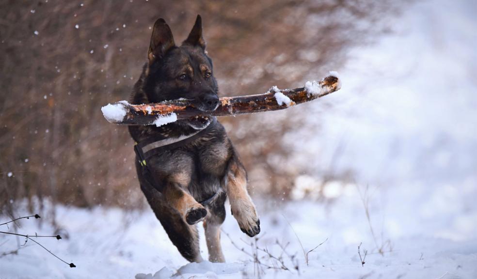 A dog in the snow A dog in the snow