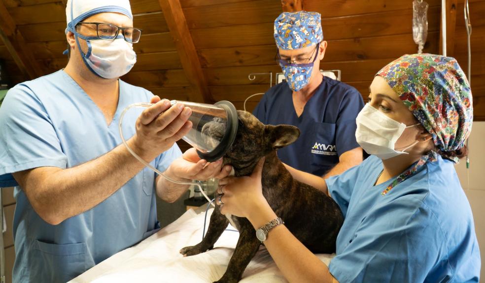 Vets Putting a Dog Under Anesthesia Vets Putting a Dog Under Anesthesia