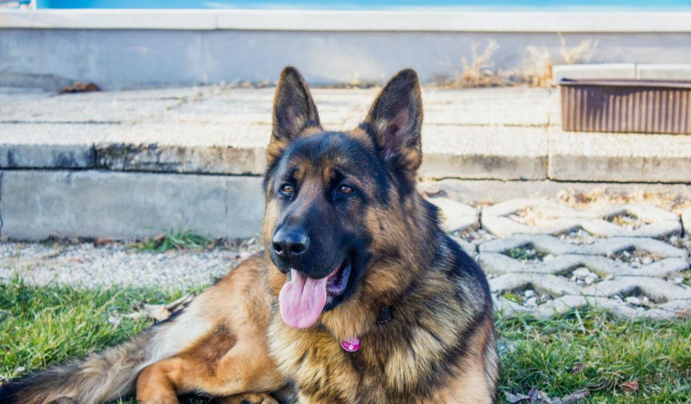 German Shepherded Leaning on Grass