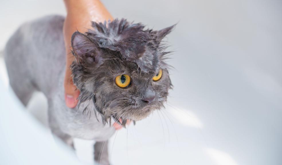 Cat in a bath Cat in a bath