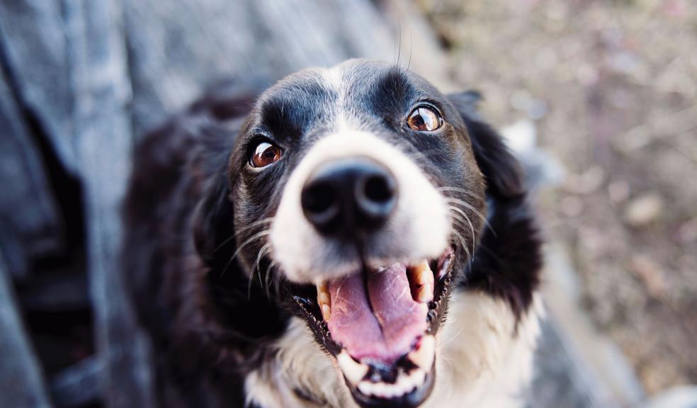 Shallow Focus Photography of Adult Black and White Border Collie Shallow Focus Photography of Adult Black and White Border Collie