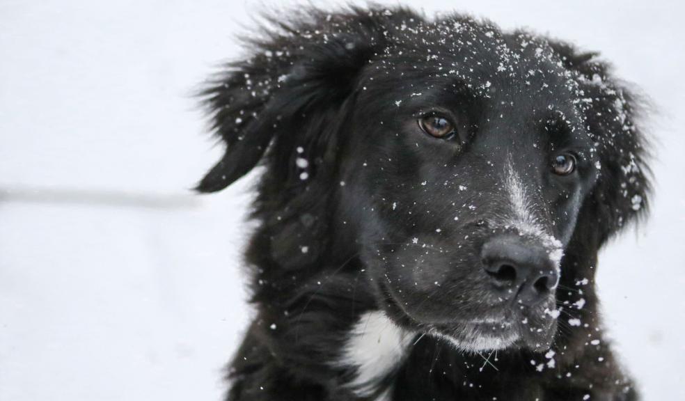 Long-coated Black and White Dog on White Snow Long-coated Black and White Dog on White Snow
