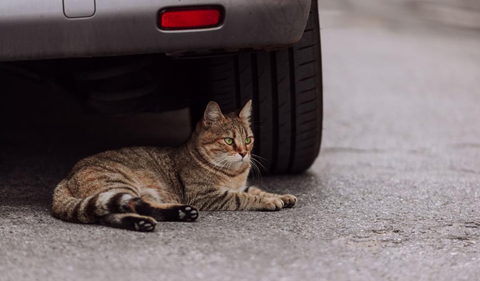 Cat Lying Under the Car Cat Lying Under the Car