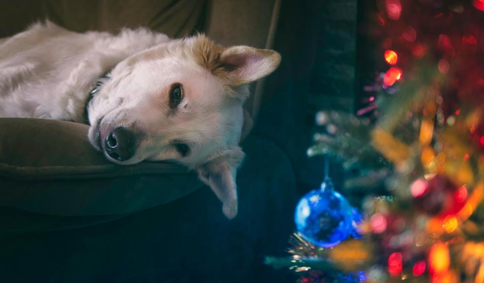 A dog at Christmas A dog at Christmas