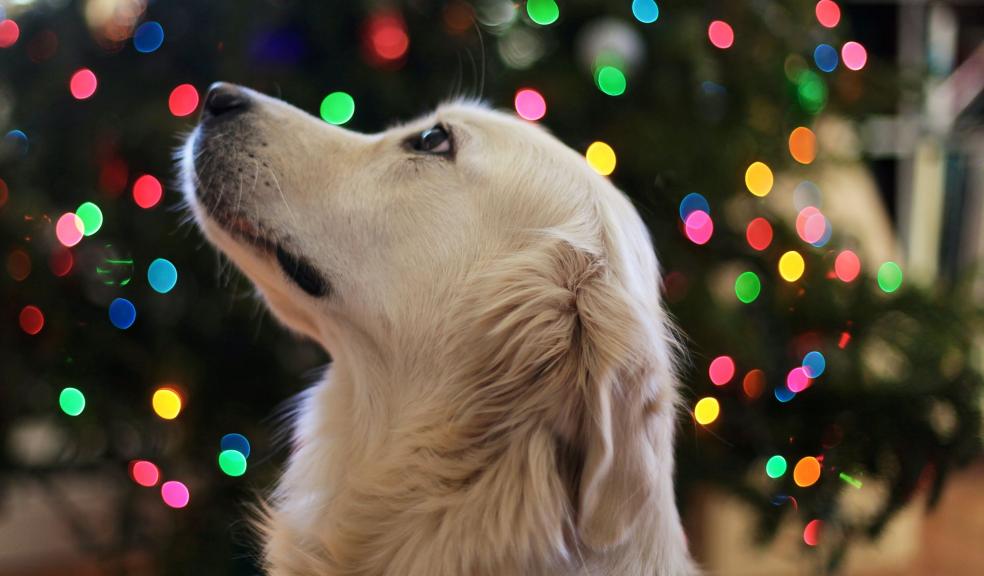 Golden Retriever at Christmas Golden Retriever at Christmas