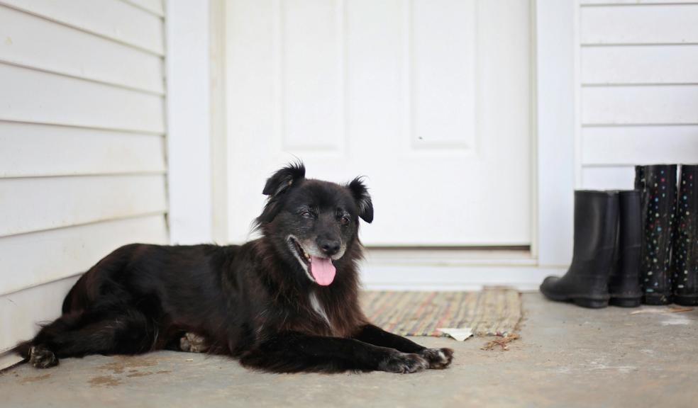Medium-coated Black Dog Lying on Floor Near Door Medium-coated Black Dog Lying on Floor Near Door