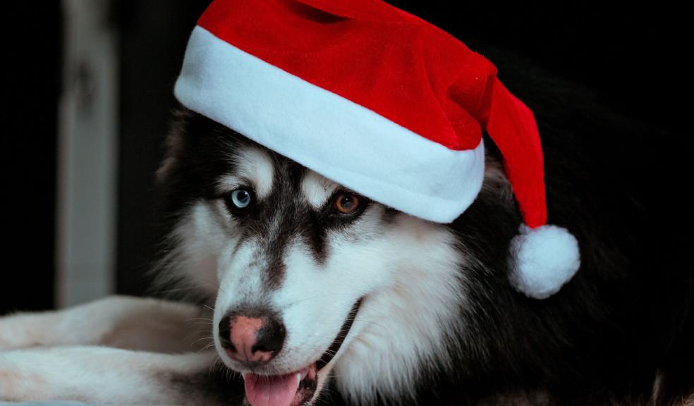 Headshot of Dog in Santa Hat Headshot of Dog in Santa Hat