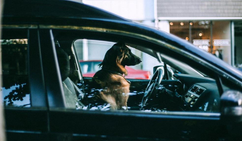 Dog sitting in car on city street Dog sitting in car on city street