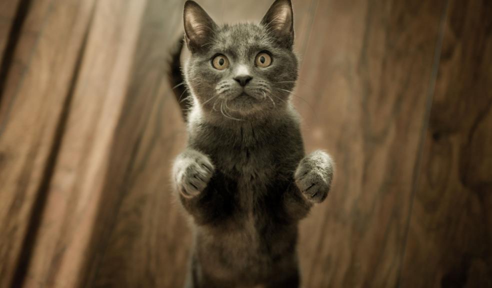 Cute Gray Kitten standing on a Wooden Flooring Cute Gray Kitten standing on a Wooden Flooring