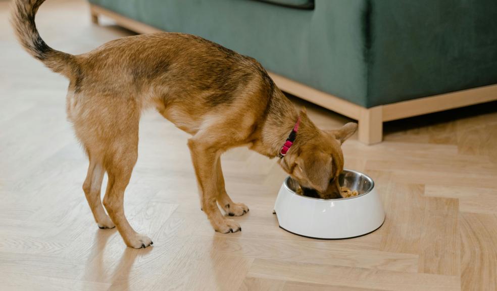 A Dog Eating from a Bowl A Dog Eating from a Bowl