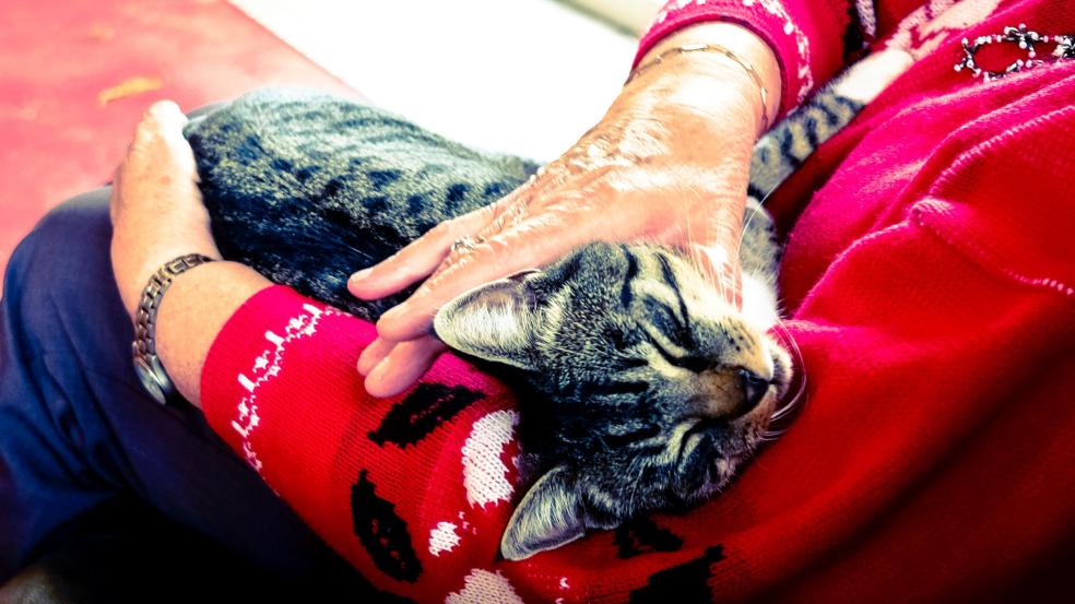 Silver Tabby Cat Sleeping on Person Hand Silver Tabby Cat Sleeping on Person Hand