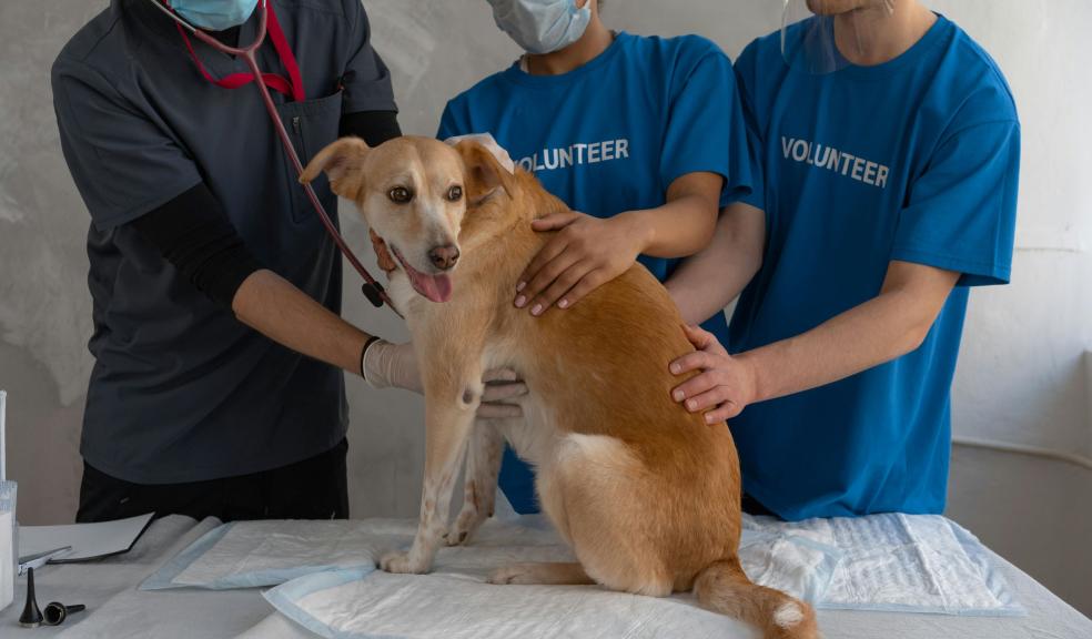 A Veterinarian and Two Volunteers Helping a Sick Dog A Veterinarian and Two Volunteers Helping a Sick Dog