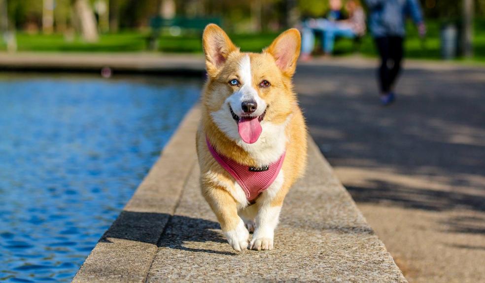 Adult Brown and White Pembroke Welsh Corgi Near the Body of Water Adult Brown and White Pembroke Welsh Corgi Near the Body of Water