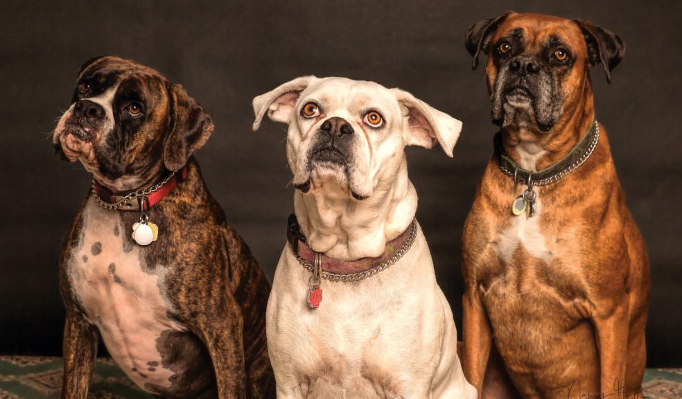 Photography of Three Dogs Looking Up Photography of Three Dogs Looking Up