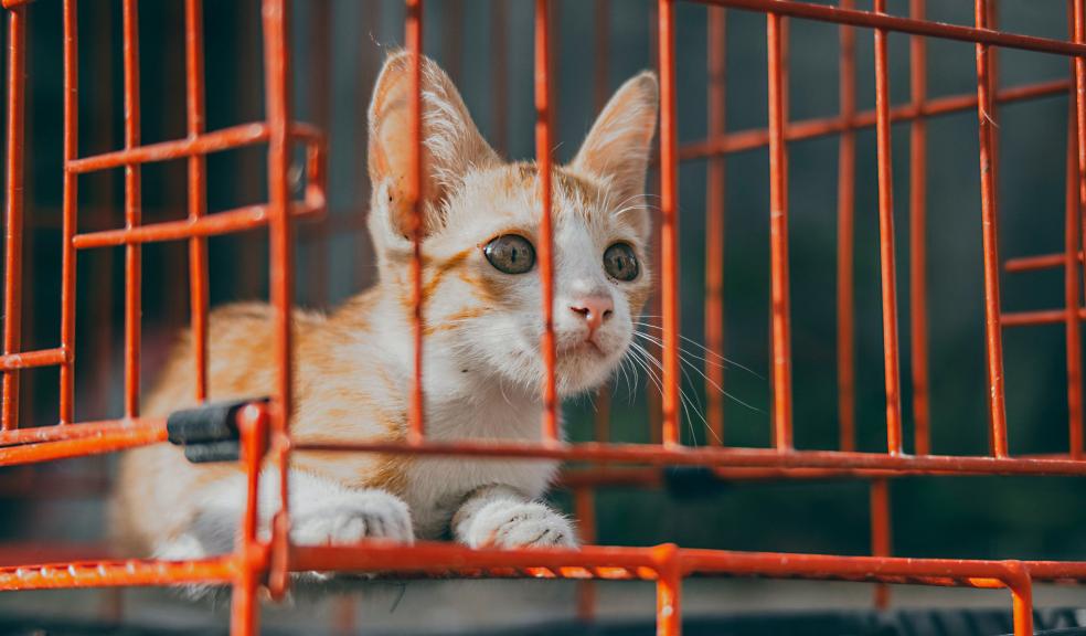 Orange Kitten Inside a Cage Orange Kitten Inside a Cage