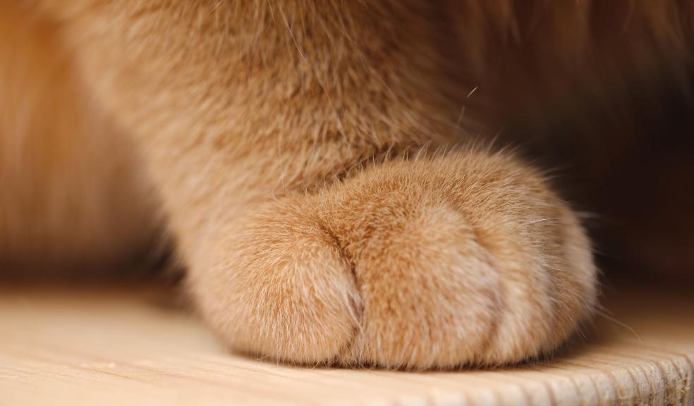 Cat Paw Cat Paw