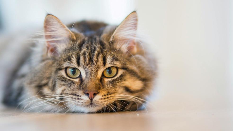 Silver Tabby Cat Lying on Brown Wooden Surface Silver Tabby Cat Lying on Brown Wooden Surface