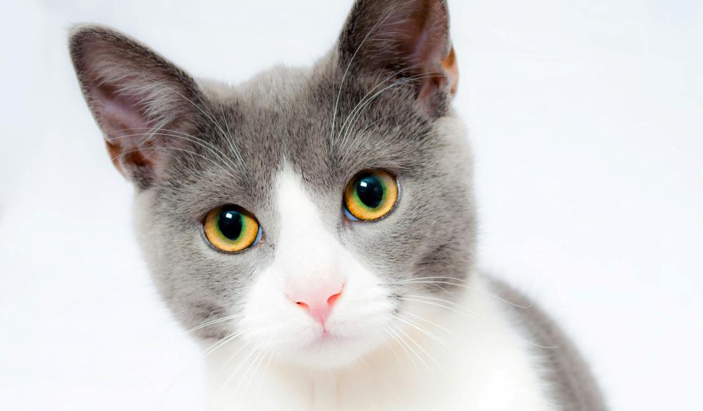 Grey and White Short Fur Cat Grey and White Short Fur Cat