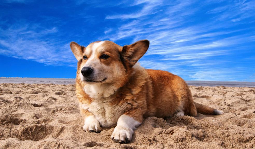 Pembroke Welsh Corgi Lying on the Sand Under White Cloud Blue Sky