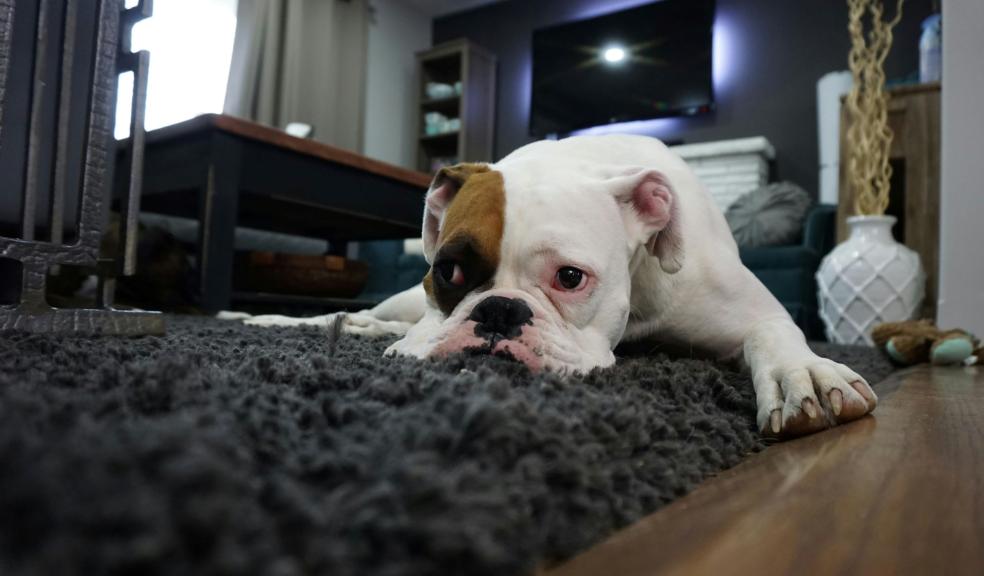 White & tan English Bulldog lying on a rug looking sad White & tan English Bulldog lying on a rug looking sad