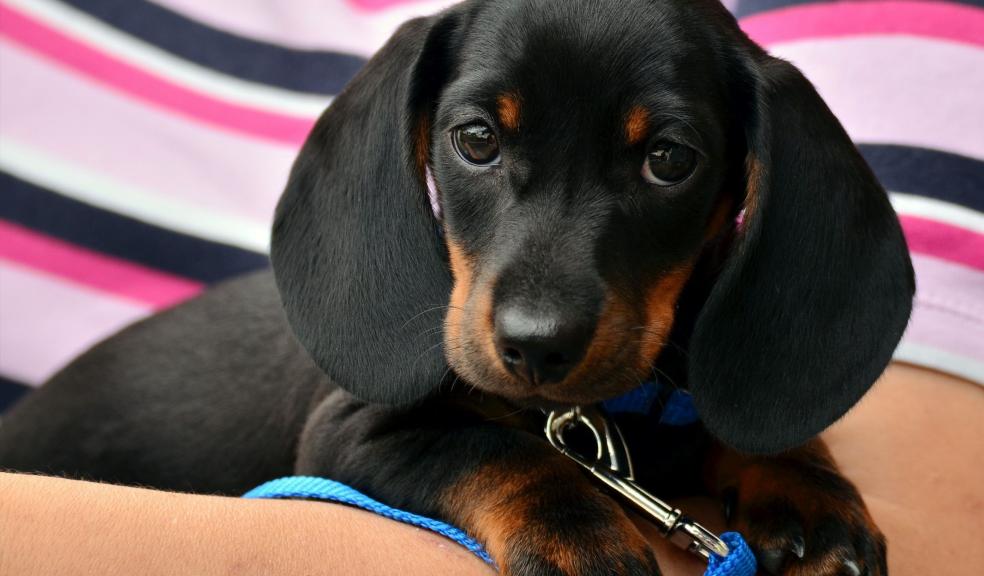 Dachshund puppy Dachshund puppy
