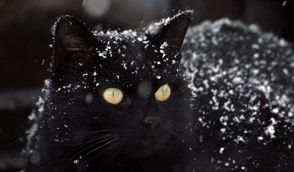 A black cat in the snow A black cat in the snow