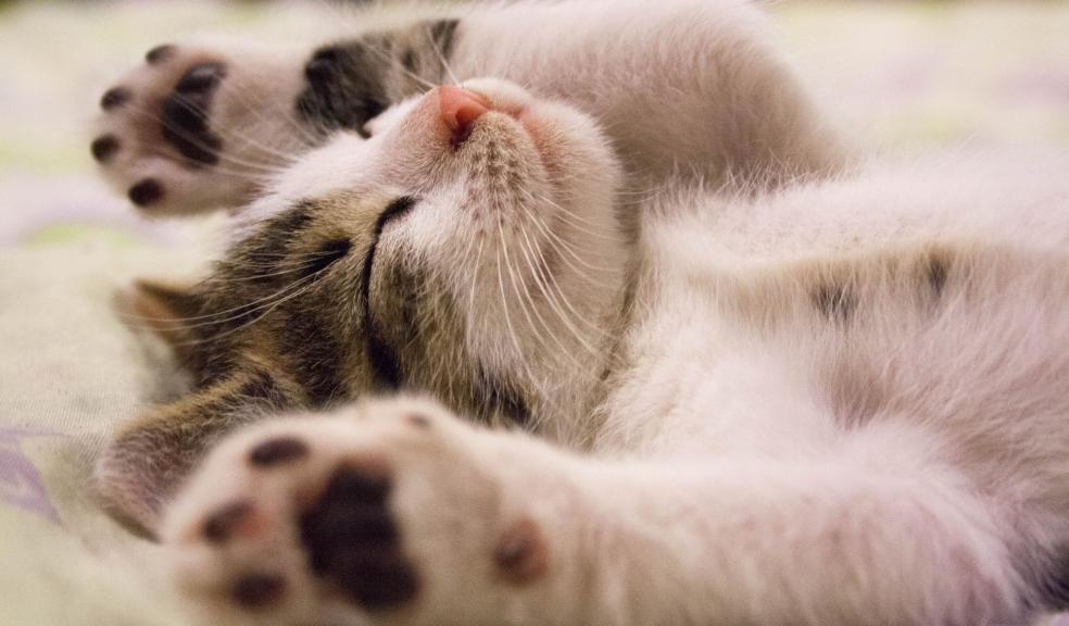 Close-up Photo of Cute Sleeping Cat Close-up Photo of Cute Sleeping Cat