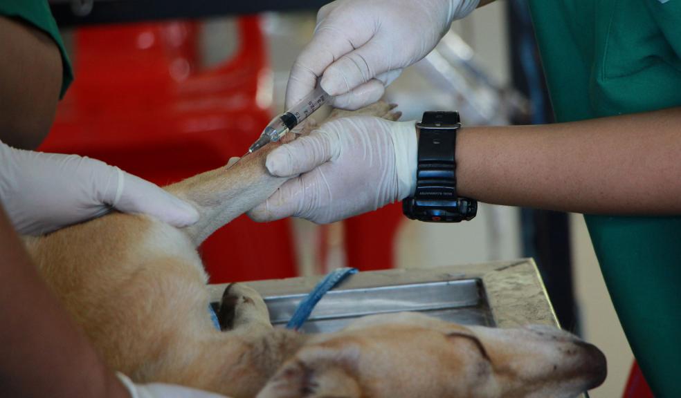 A dog receiving medical treatment A dog receiving medical treatment