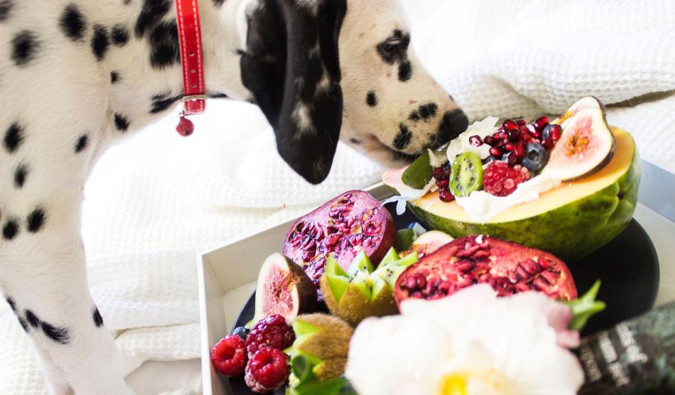 Black and White Dalmatian Dog Eating Fruits Black and White Dalmatian Dog Eating Fruits