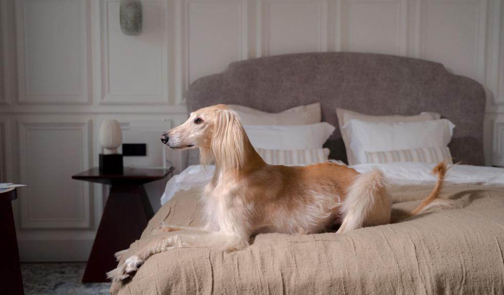 Greyhound Sitting on the Bed