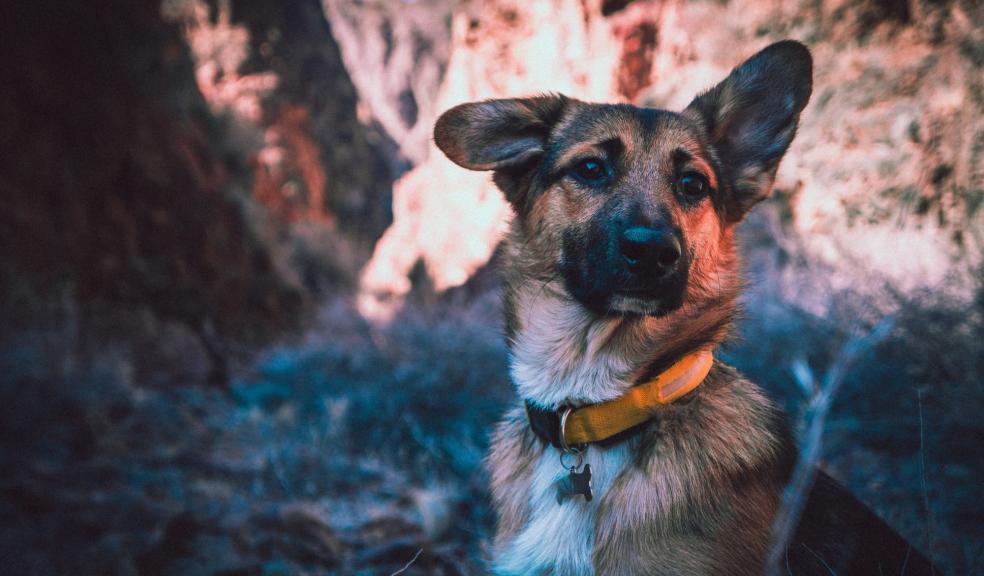 A dog wearing a collar A dog wearing a collar